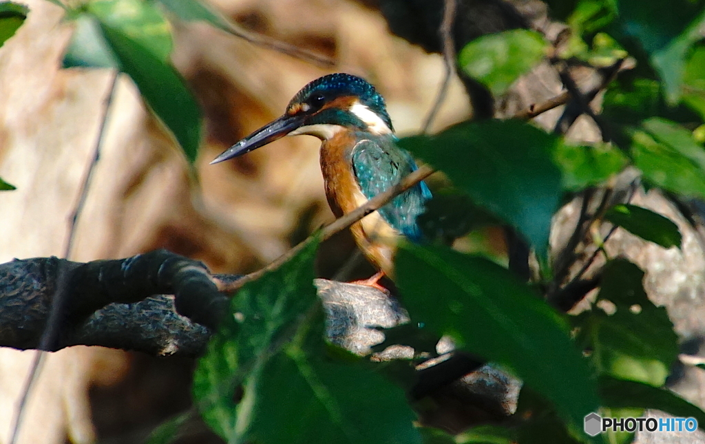 カワセミくん〜大阪