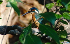 カワセミくん〜大阪