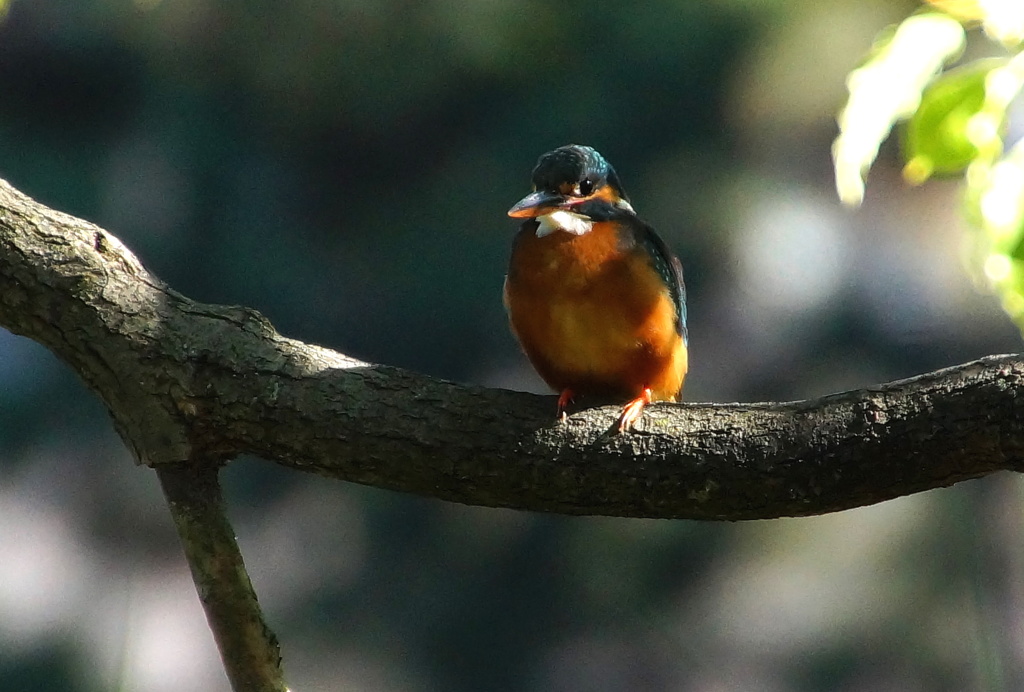 カワセミちゃん