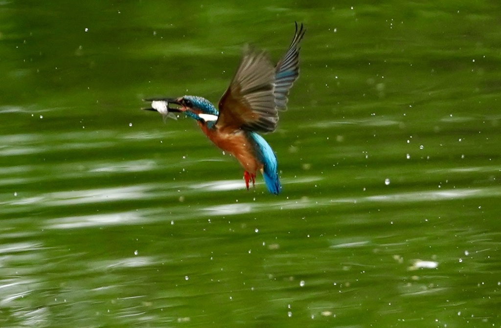 お魚ゲットなカワセミくん　　吹田千里／大阪