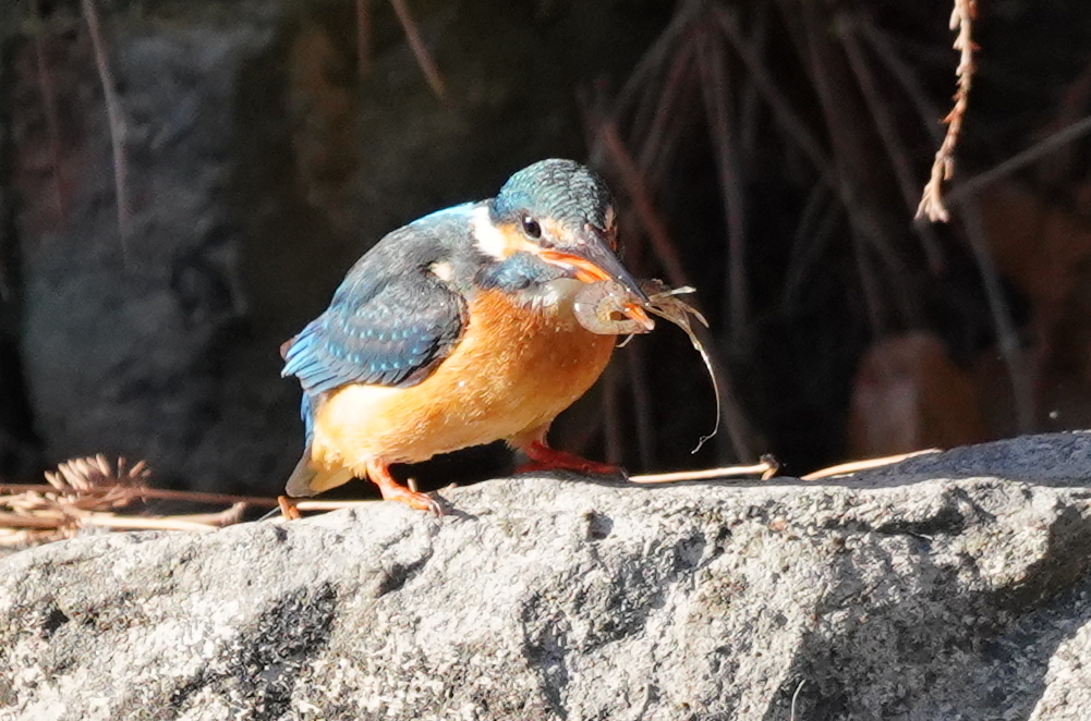 海老さんゲットなカワセミちゃん♀   大阪◇長居