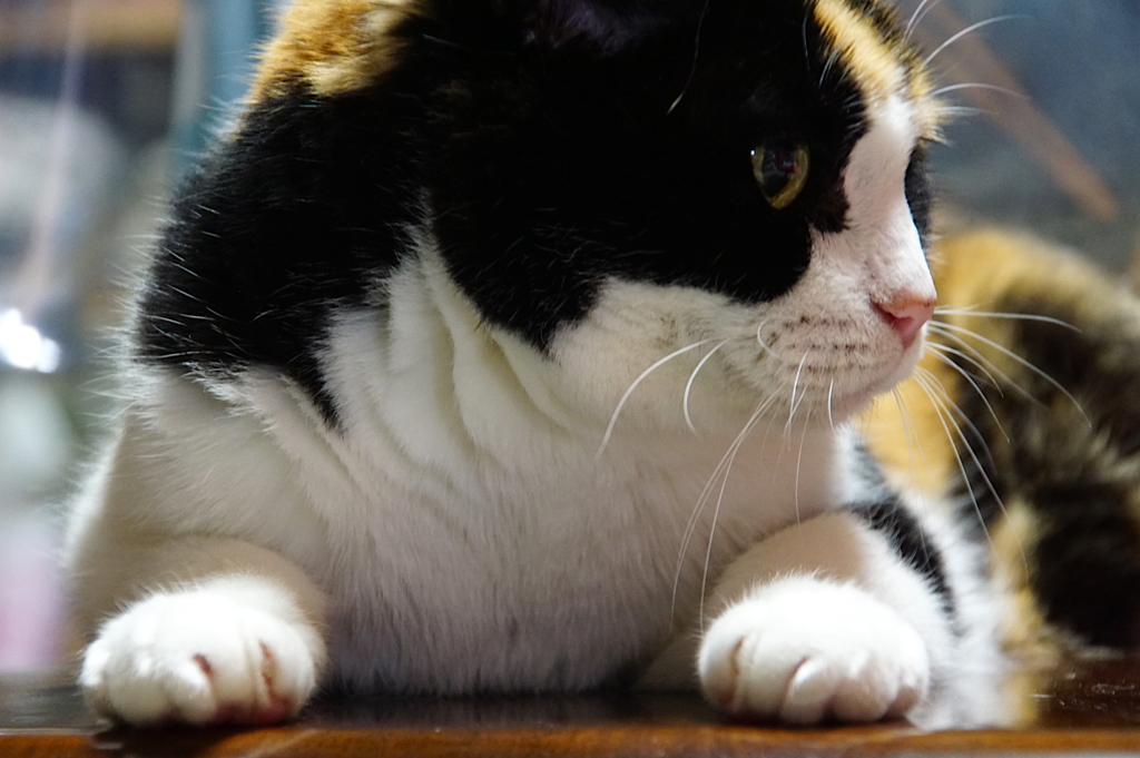 三毛猫さま