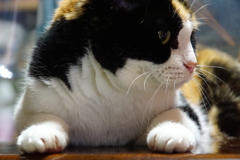 三毛猫さま