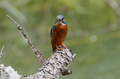 カワセミくん♂ 大阪／千里