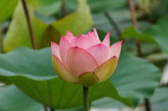 蓮の花　大阪長居公園