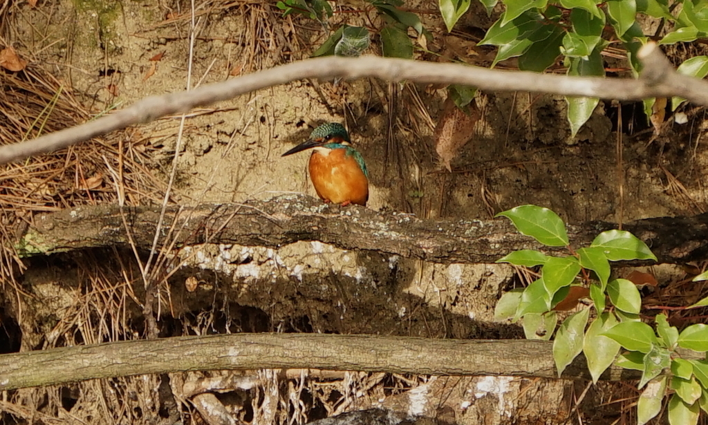 カワセミくん（城北公園／大阪）