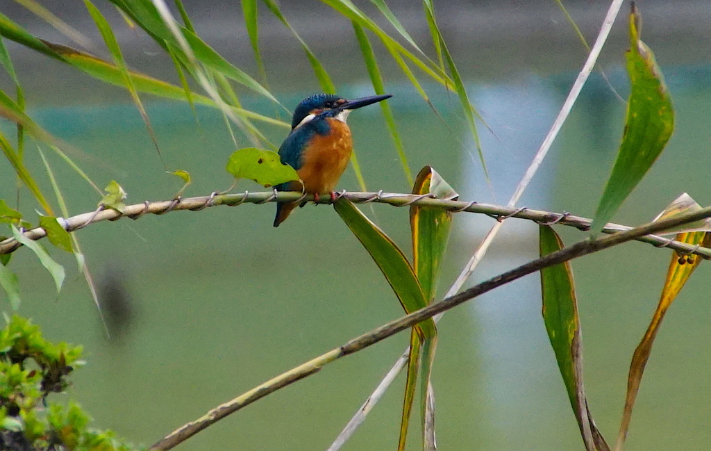 カワセミくん（大阪／千里）