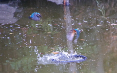 取り合いバトル