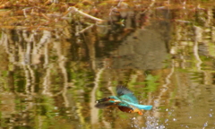 お魚ゲットなうカワセミくん（大阪／城北）