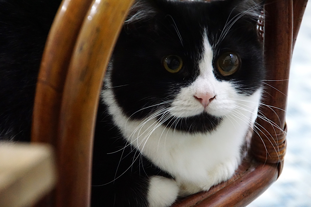 白黒猫