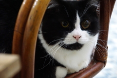 白黒猫