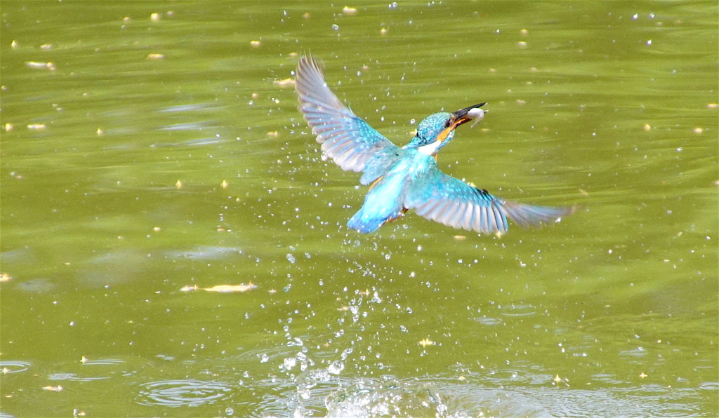 羽ばたくカワセミちゃん