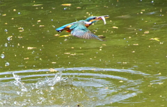 おさかなゲット