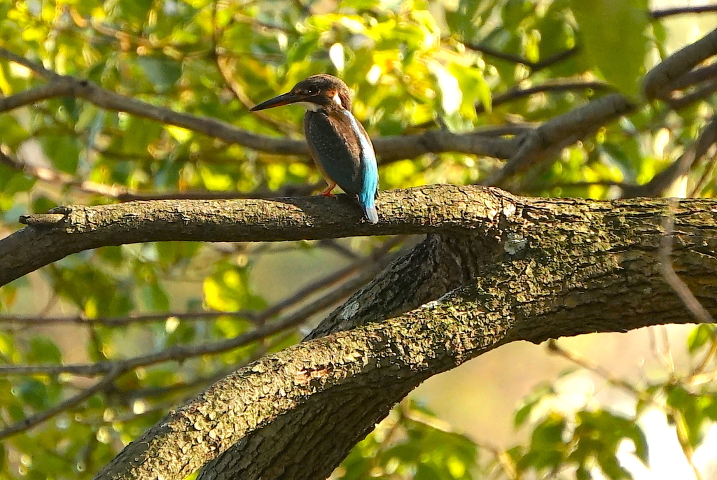 カワセミくん（大阪／南千里）