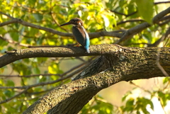 カワセミくん（大阪／南千里）