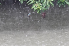 豪雨の中のカワセミくん