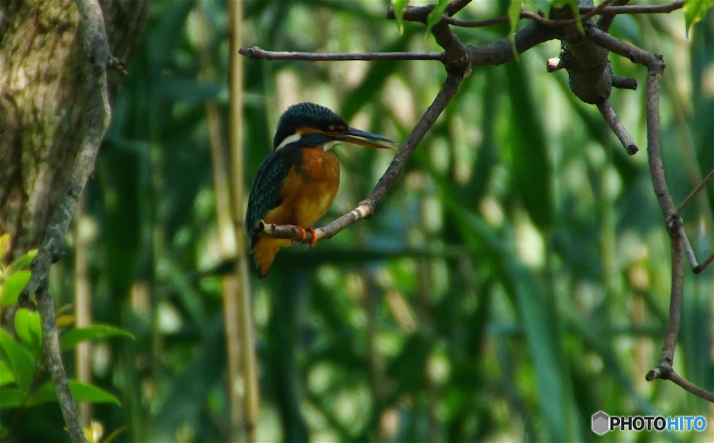 カワセミちゃん（♀）　大阪／千里