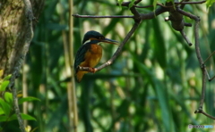 カワセミちゃん（♀）　大阪／千里