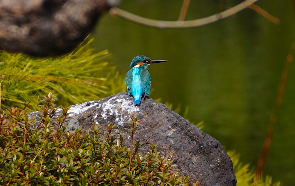 岩にカワセミくん　　大阪／天王寺