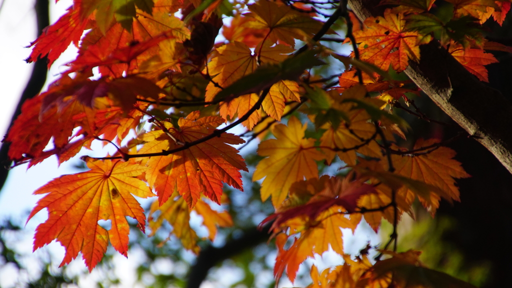 紅葉