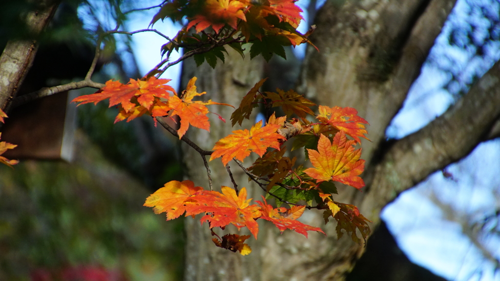 紅葉