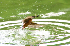 カワセミくん（大阪／千里）