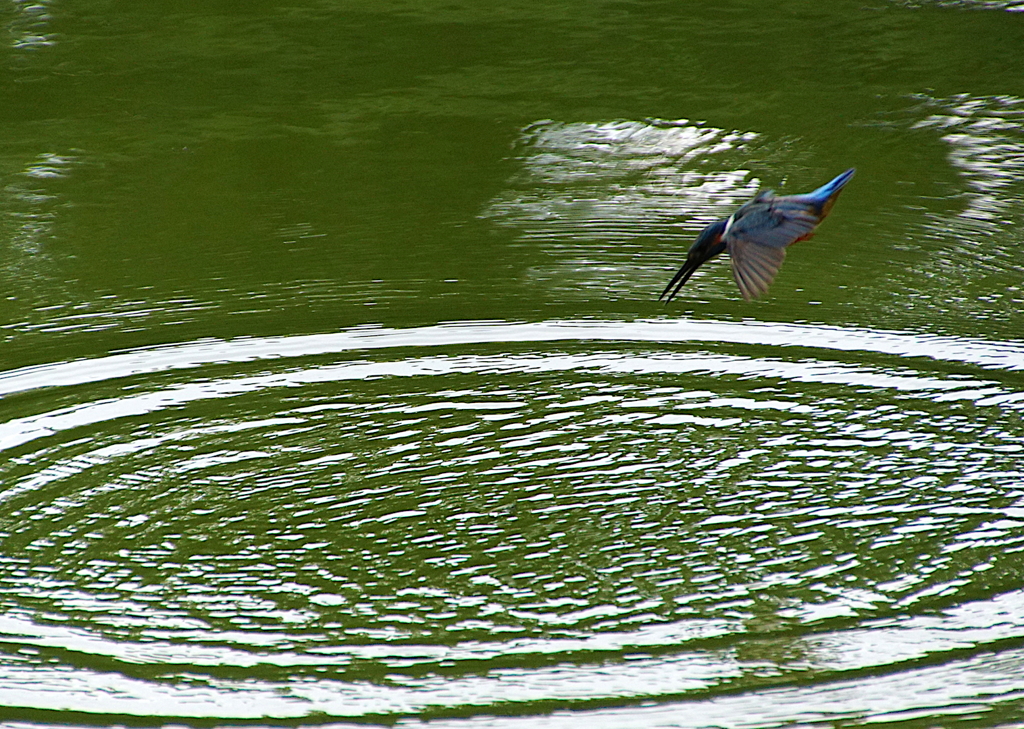 飛び込みカワセミくん
