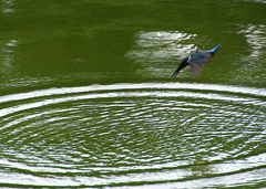 飛び込みカワセミくん