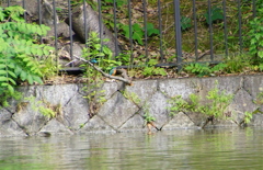 ツインカワセミ