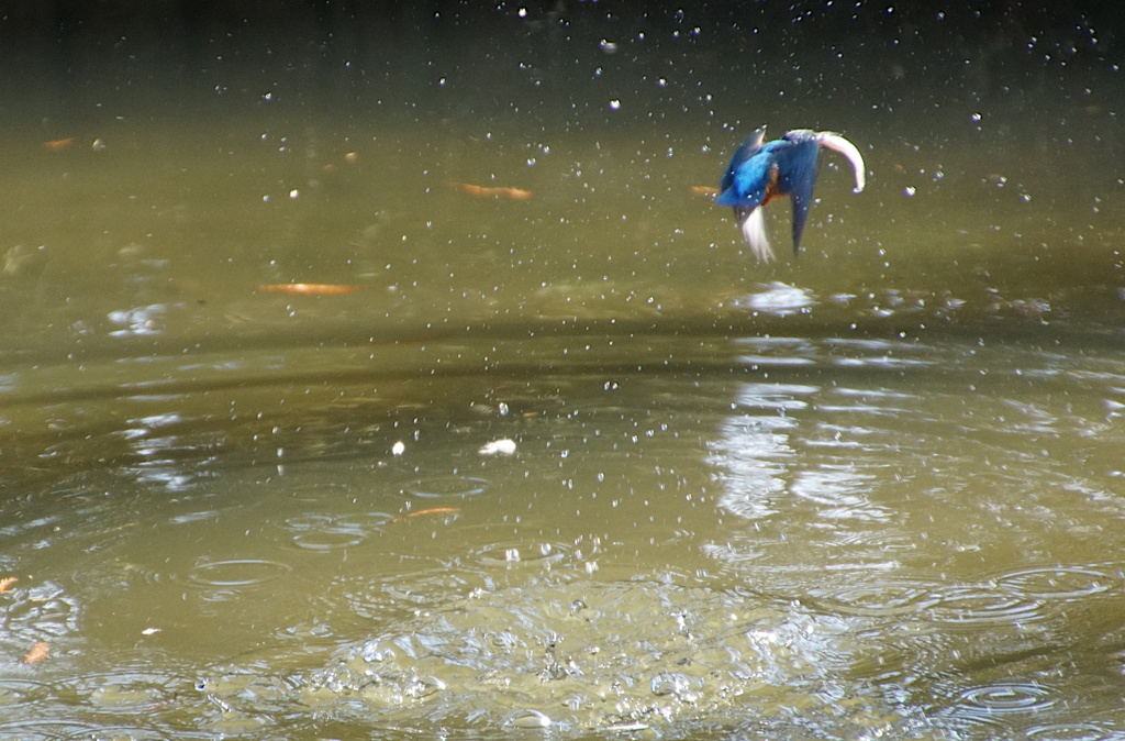 お魚ゲットなう