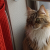 ねこさま