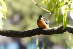 カワセミちゃん