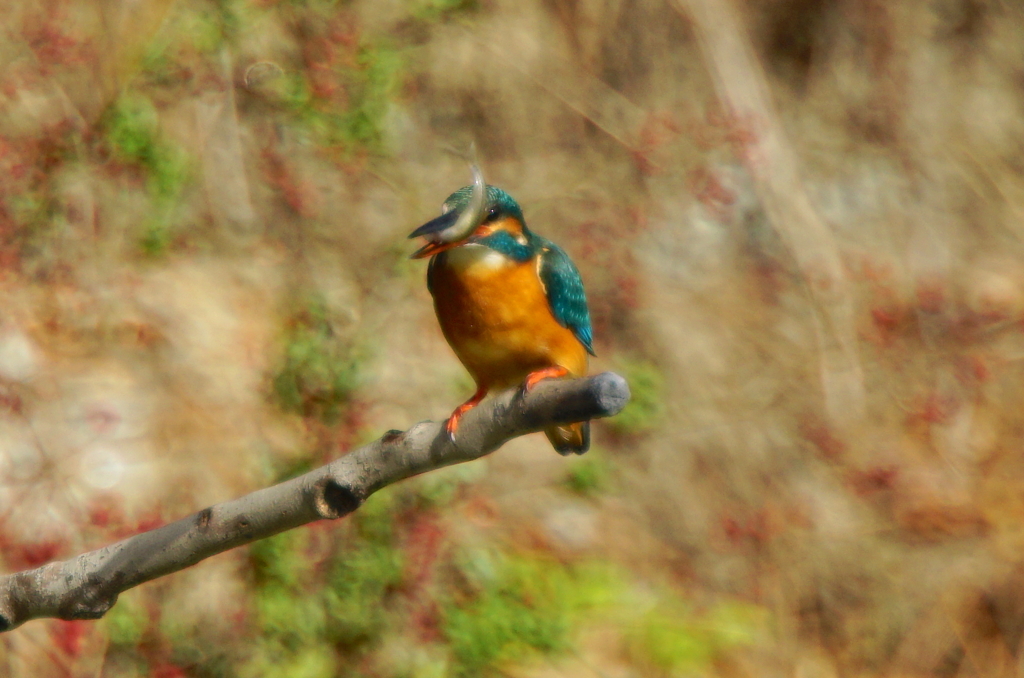 カワセミちゃん（♀）大阪