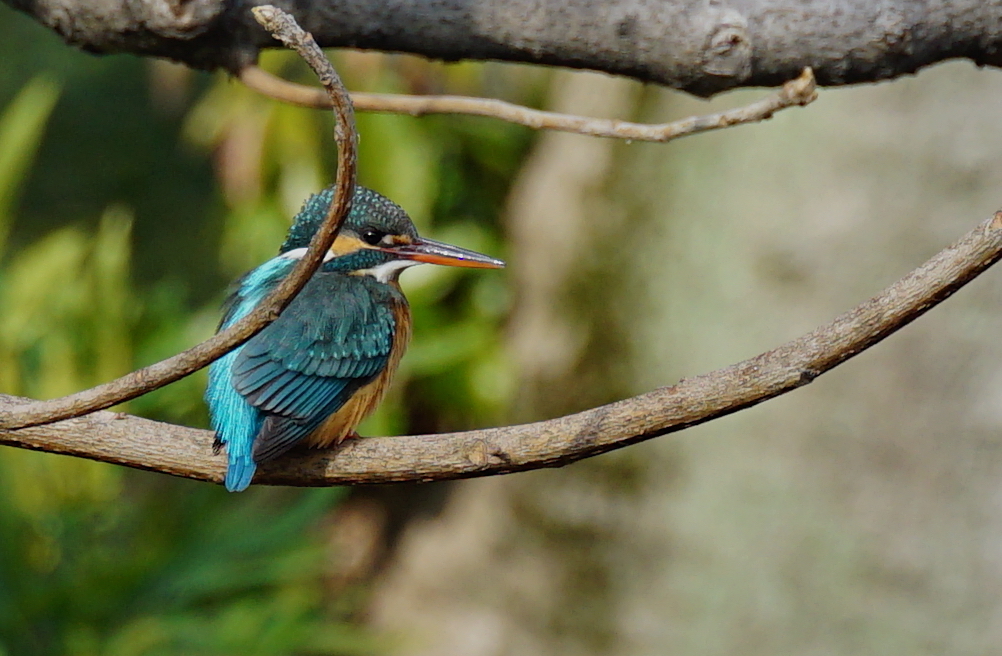 枝にカワセミちゃん（♀）大阪／天王寺