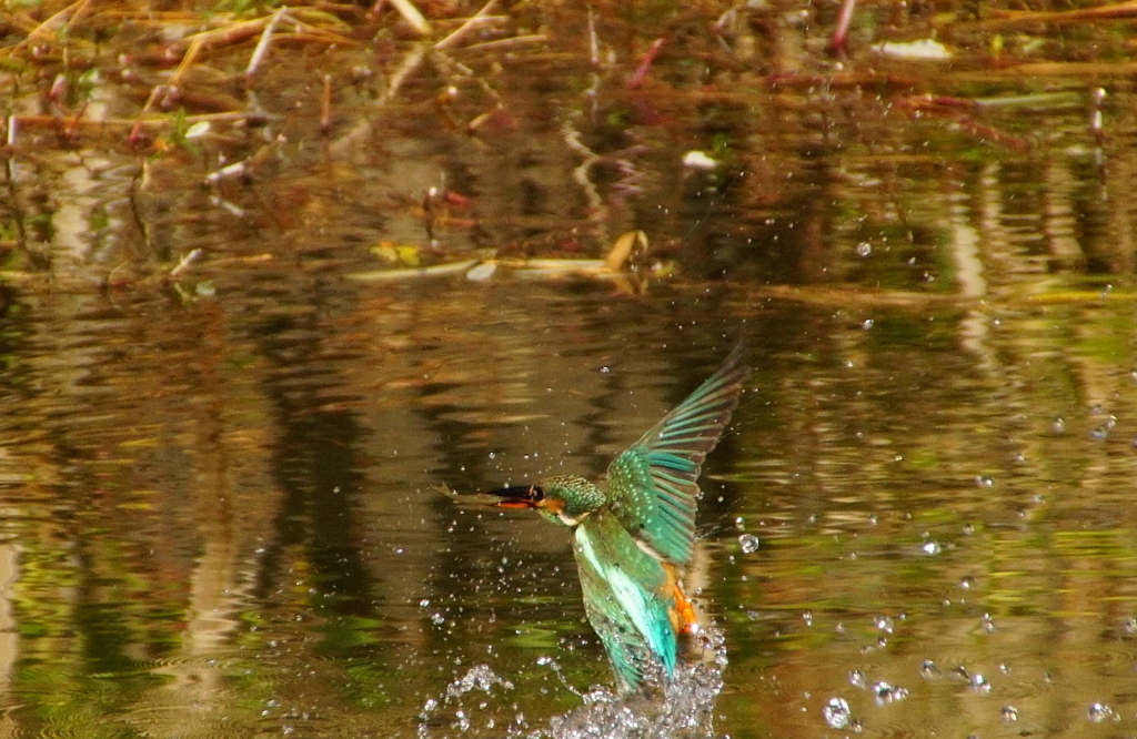 カワセミちゃん（大阪／城北）