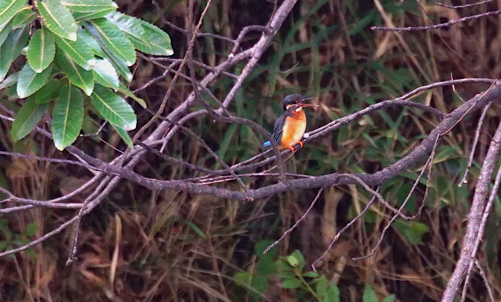 叫ぶカワセミくん（大阪／千里）
