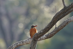枝にカワセミちゃん♀   大阪／吹田千里