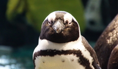見つめるペンギン