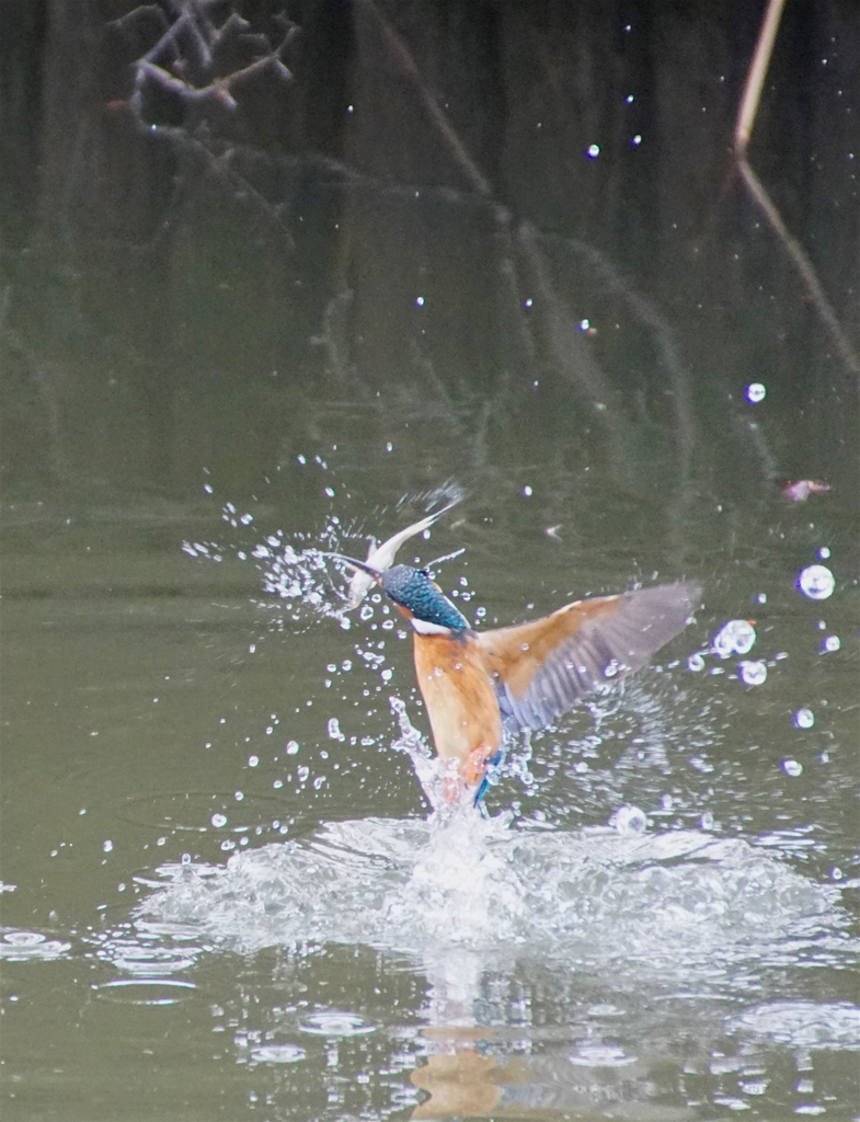 お魚ゲットなう