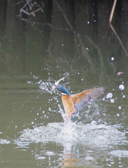 お魚ゲットなう