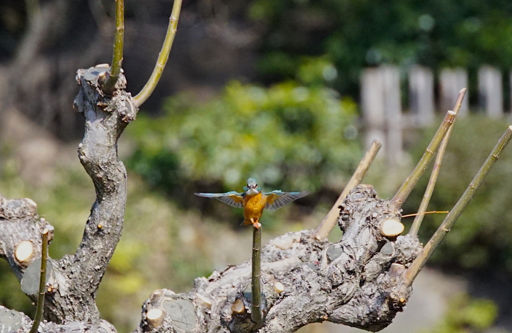 十字バランスなカワセミちゃん