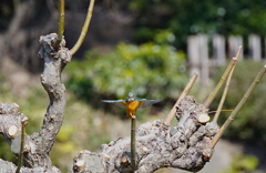 十字バランスなカワセミちゃん