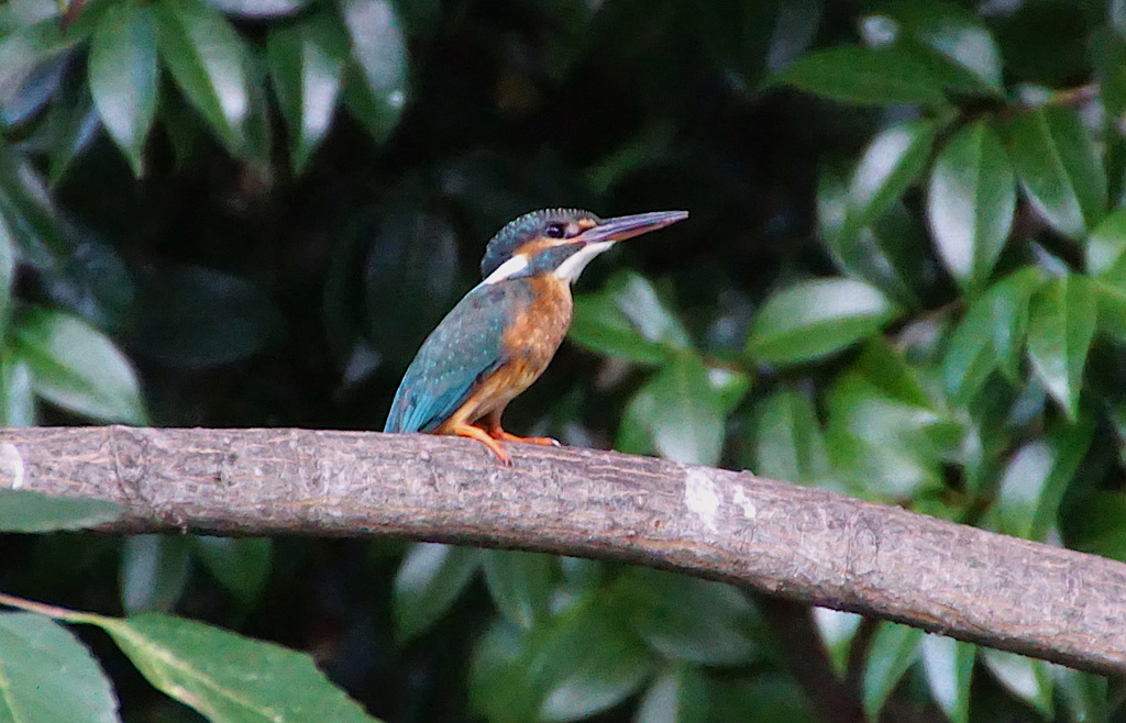 カワセミちゃん（大阪／茶臼山）