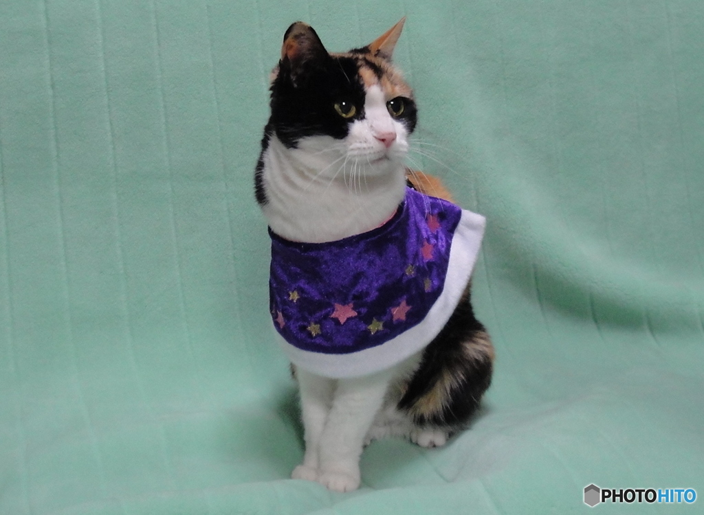 三毛猫さま