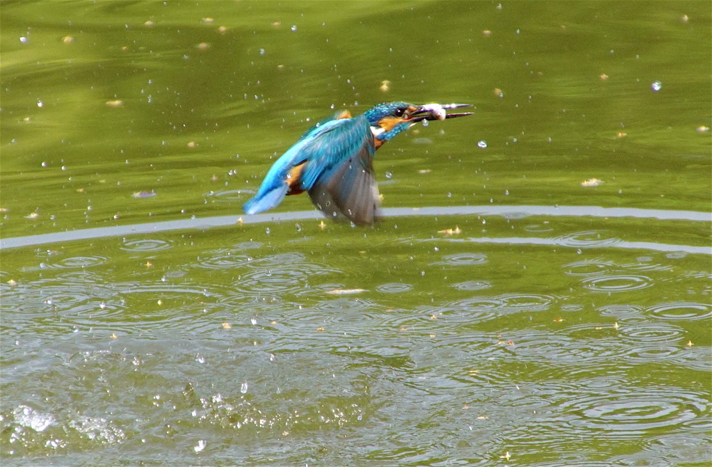 カワセミくん（大阪）