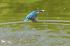 カワセミくん（大阪）
