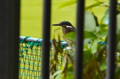 幼鳥カワセミちゃん　大阪◇吹田千里