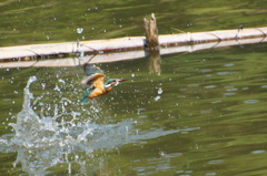 カワセミちゃん