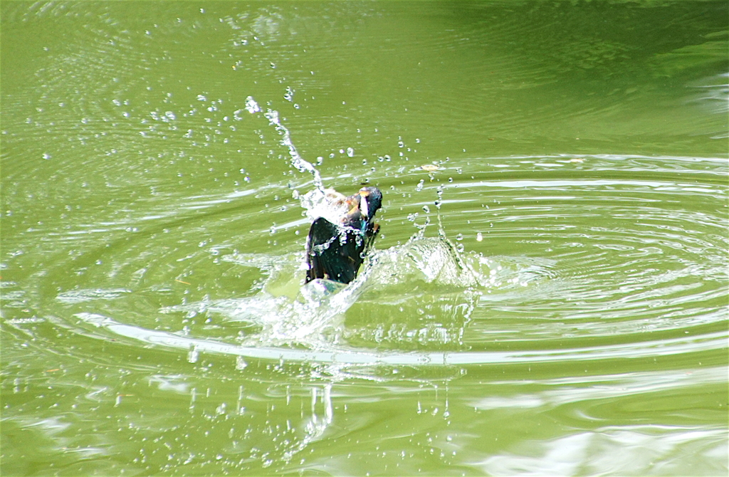 カワセミちゃん