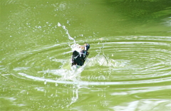 カワセミちゃん